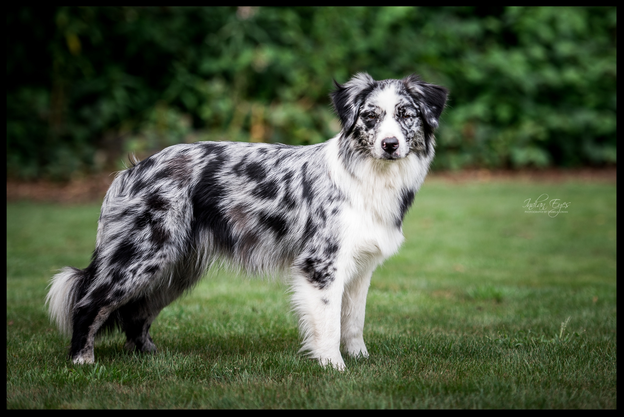 Bi blue australian outlet shepherd